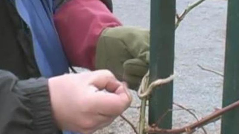 How to Prune Climbing Roses