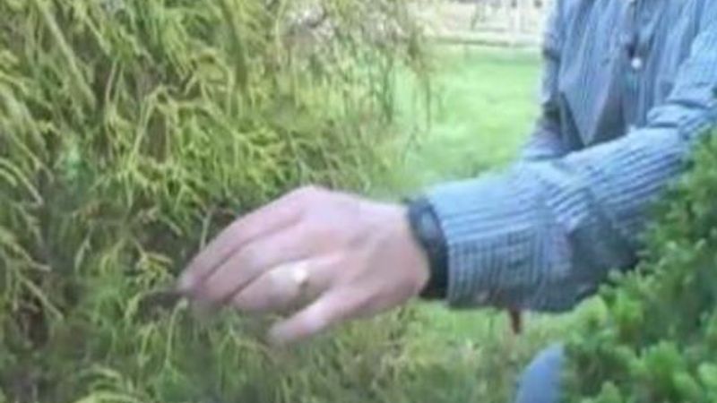 How to Prune Arborvitae, Junipers, and False Cypress