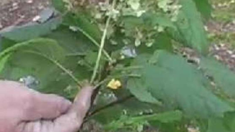 How to Prune Hydrangea Bushes
