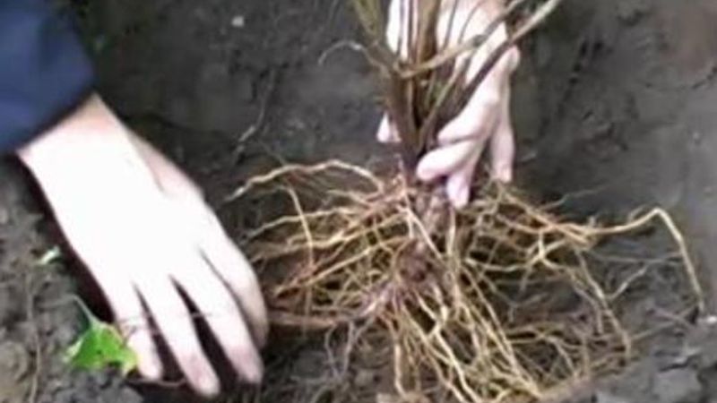 Planting Ornamentals (Bare Root)