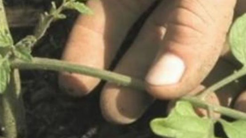 Early Pruning of Tomato Plants