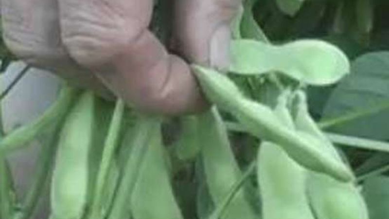 How to Harvest Soybeans (Edamame)