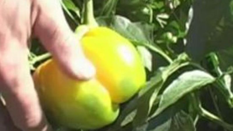 When to Pick Peppers