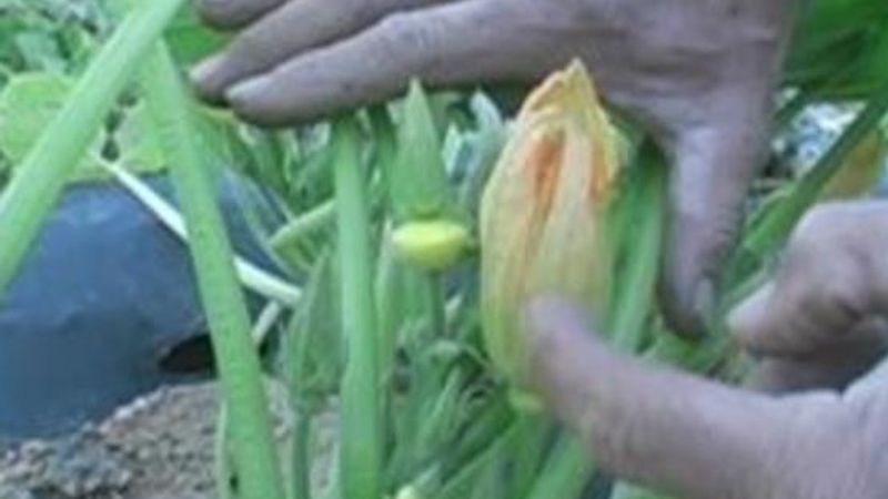 All About Squash Blossoms