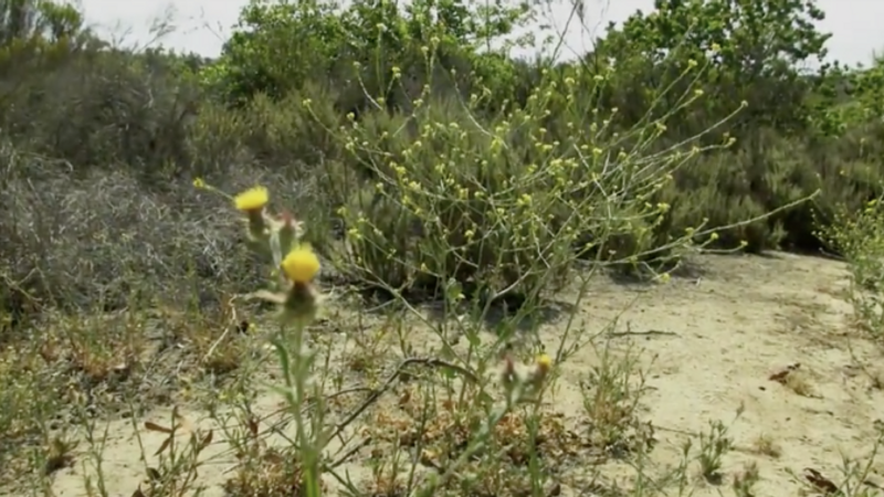 San Diego Botanic Garden Native Plants Preservation