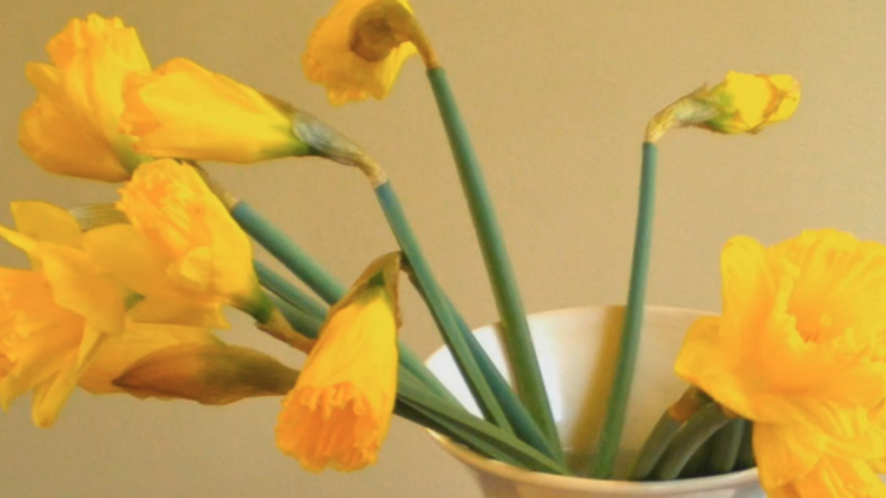 Arrange Daffodils That Won’t Flop