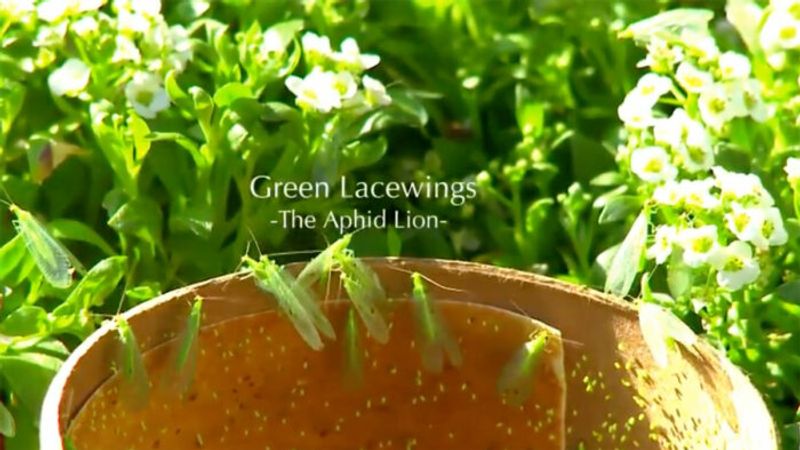 The Helpful Green Lacewing