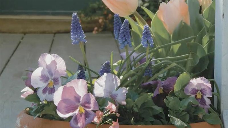 Plant Spring Containers Months in Advance