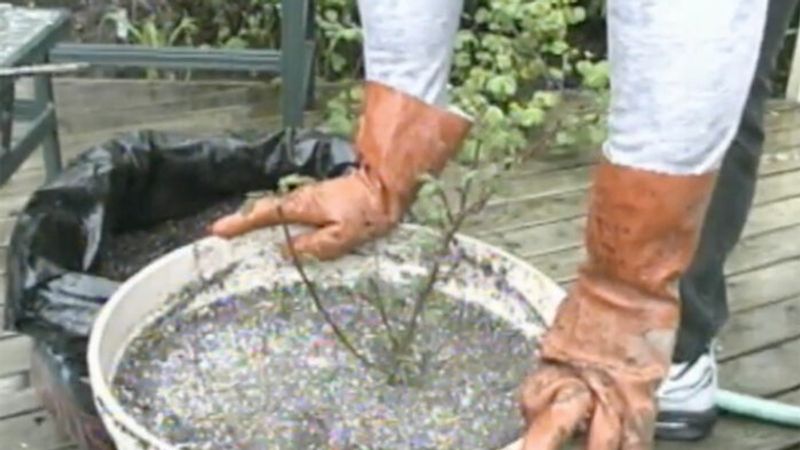 Planting and Pruning Roses