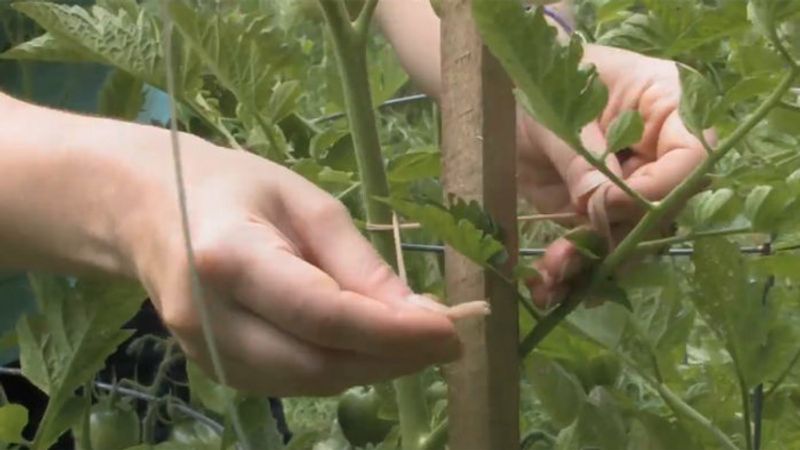 How to Train Tomato Plants