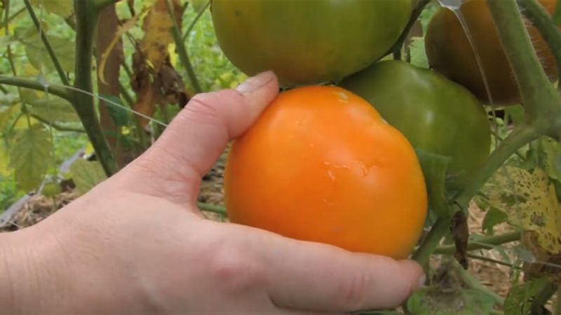 How to Harvest Tomatoes