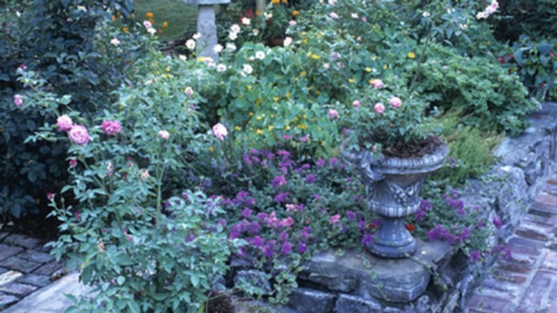 Planting Garden Roses in Containers