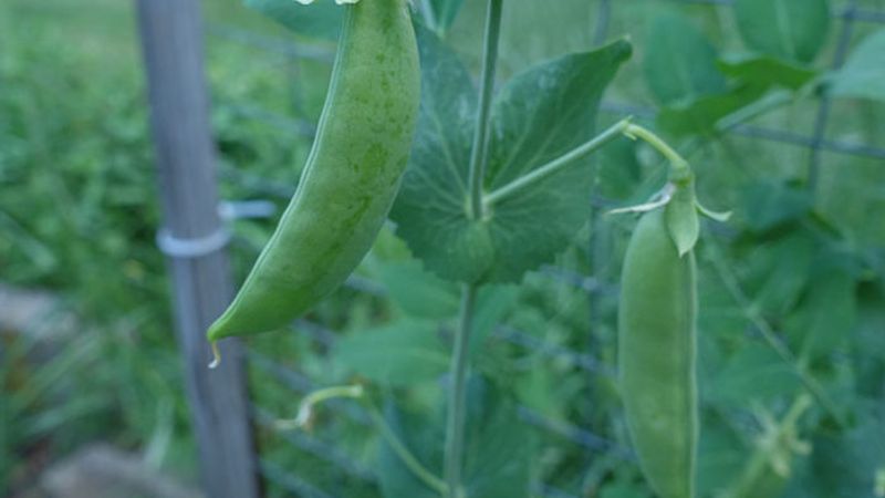 How to Plant Peas