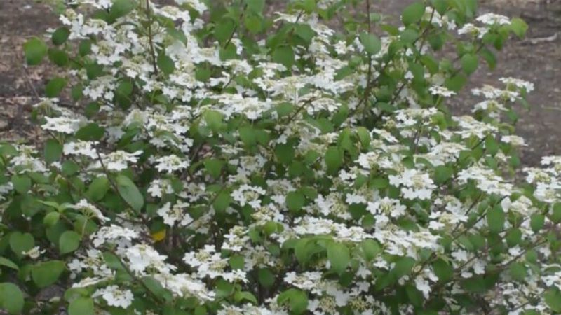 How to Plant a Viburnum