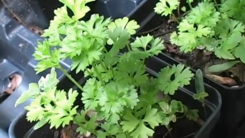 How to Harvest Annual Herbs