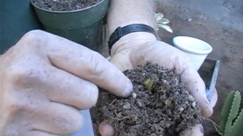 Potting Soil Recipe for Cacti and Succulents