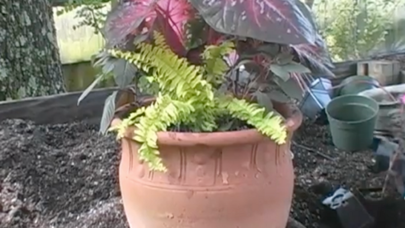 Pick the Perfect Pot - FineGardening