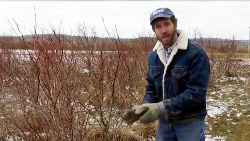 How to Prune Highbush Blueberries