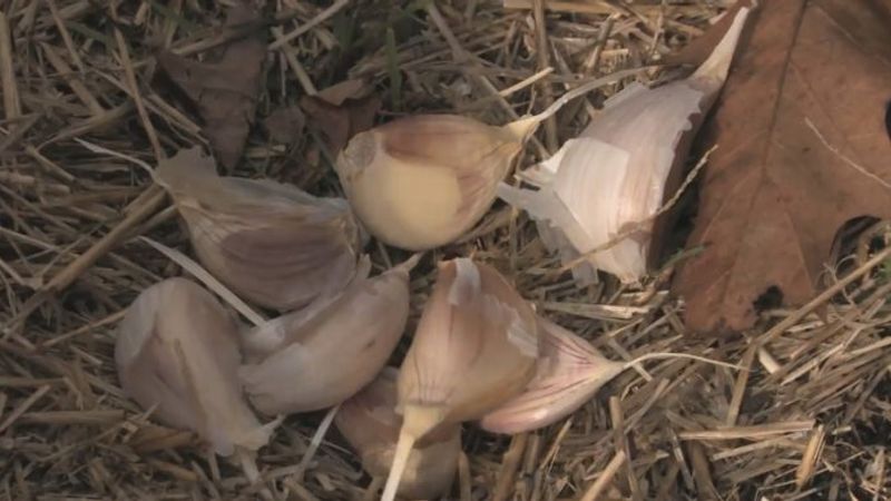 How to Plant Garlic