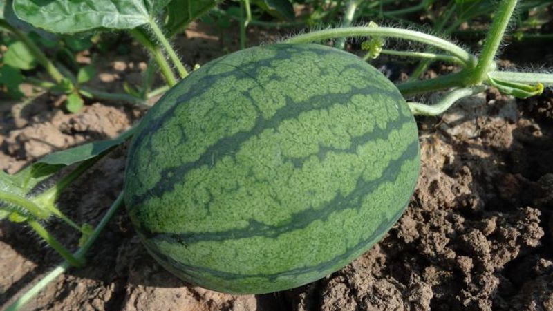 How to Plant Watermelon