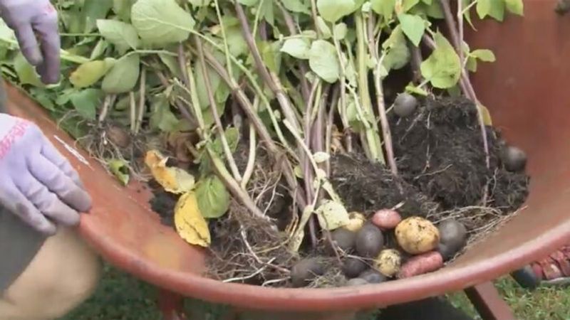 How to Harvest Potatoes