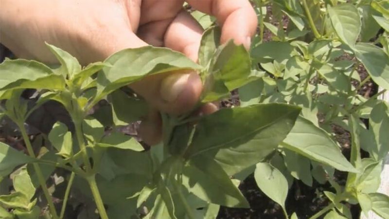 How to Prune and Harvest Basil