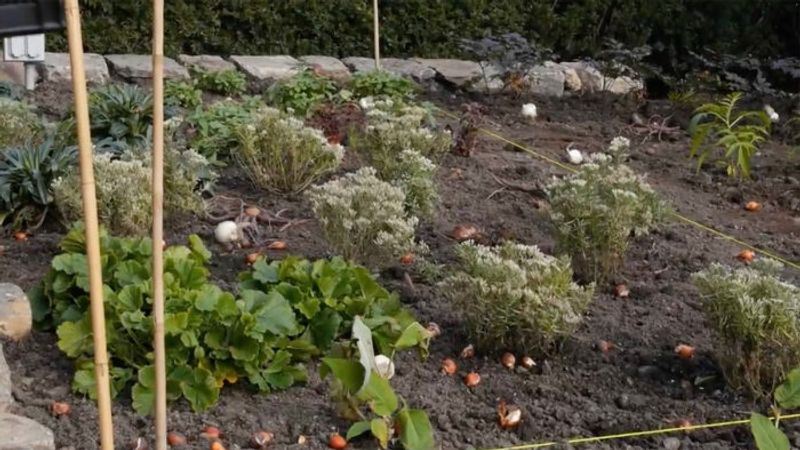 Piet Oudolf Plants a Seasonal Border at New York Botanical Garden