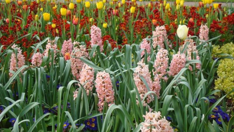 How to Plant Bulbs