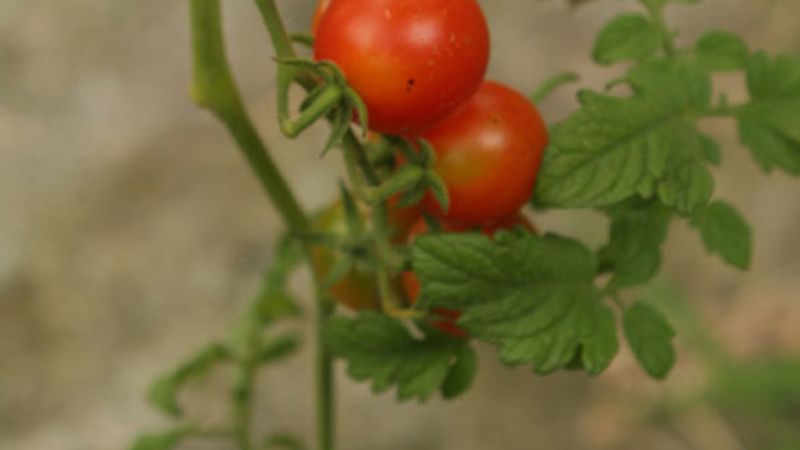Troubleshooting Tomato Problems