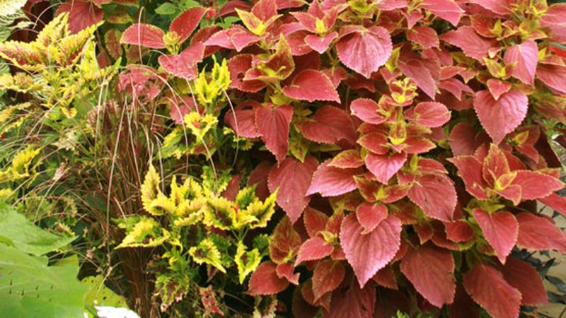 Pinching Coleus