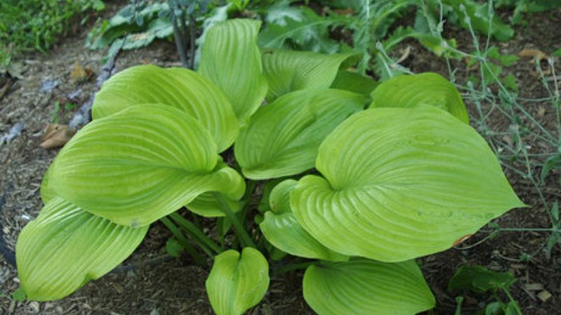 Dividing a Plant Without Digging It Up