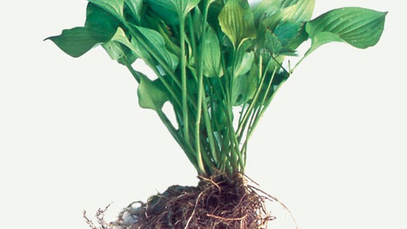 Dividing Plants With Roots That Form Offsets