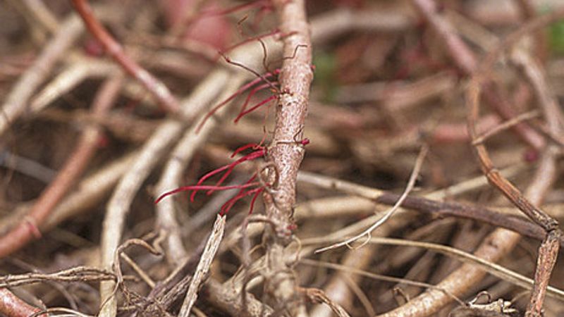 Dividing Plants With Surface Roots