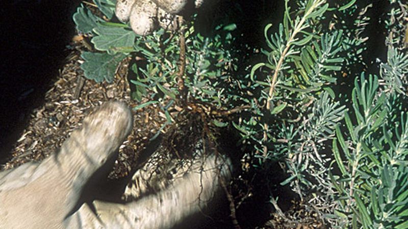 Dividing Plants with Woody Roots