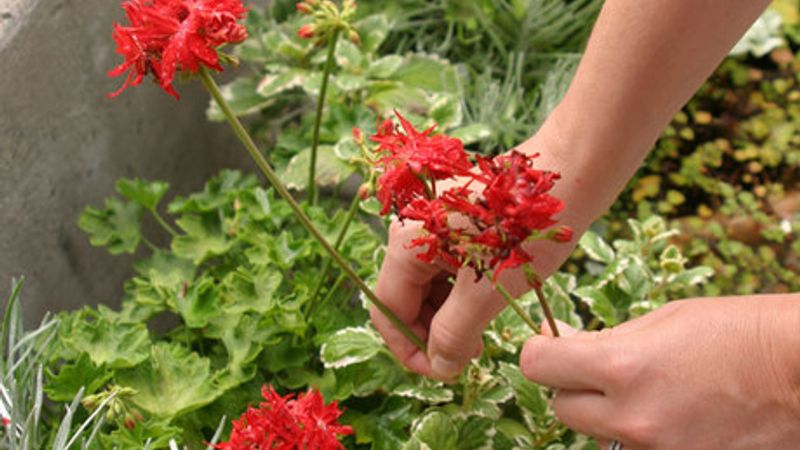 Deadheading Annuals and Perennials