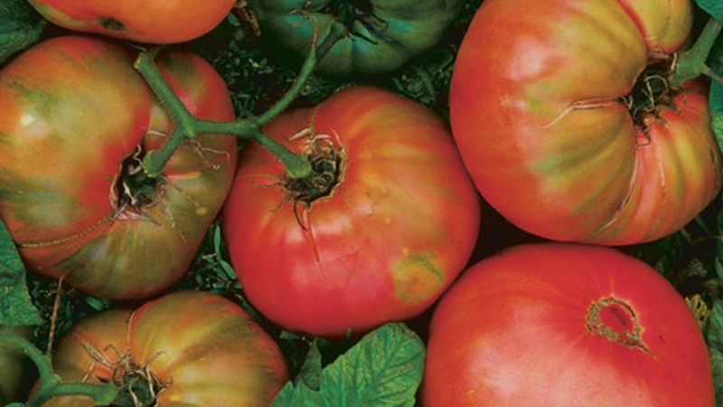 A Classic Approach to Pruning Tomatoes