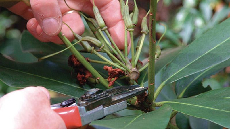 Deadheading Flowering Shrubs