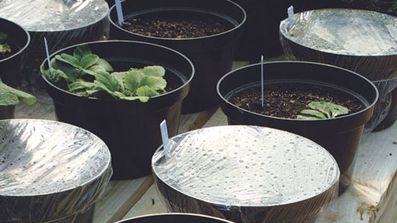 Tips for Growing Seeds Under Artificial Light