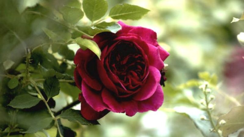Planting and Pruning Roses