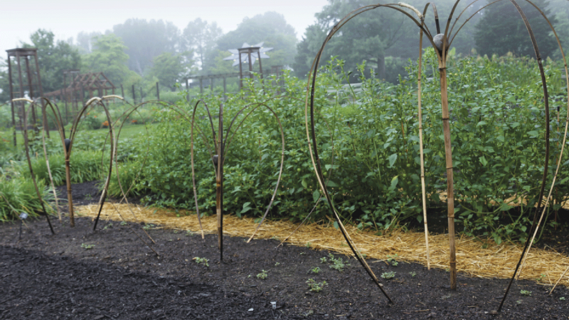 How to Split Bamboo