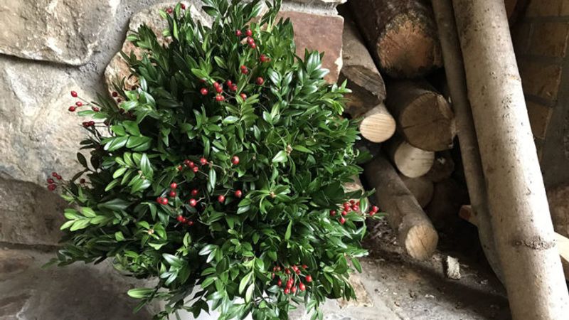 How to Make a Holiday Boxwood Tree