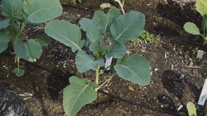 Drip-Irrigation Basics