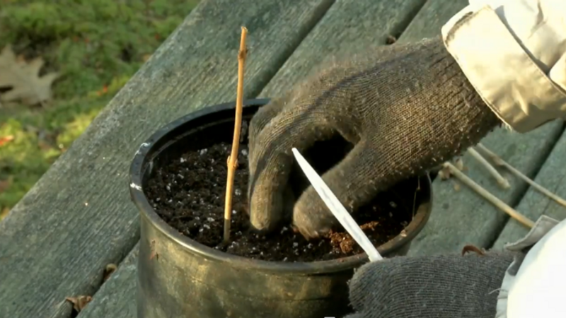 How to Grow More Plants With Hardwood Cuttings | Video