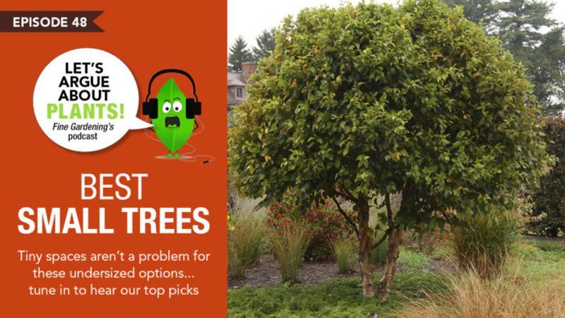 Episode 48: Best Small Trees