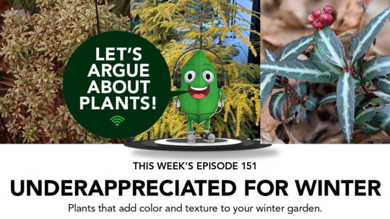 Episode 151: Underappreciated Plants for Winter Interest