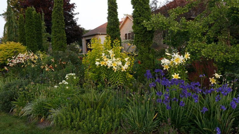 4 Midsummer Favorites From a Plant Breeder's Garden