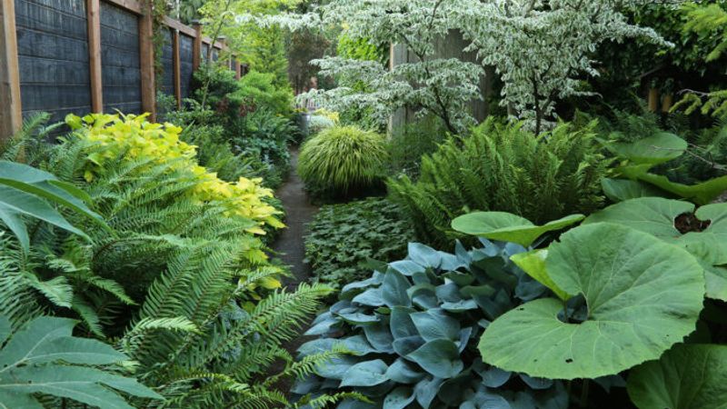 Touring a Serene and Immersive Garden Oasis