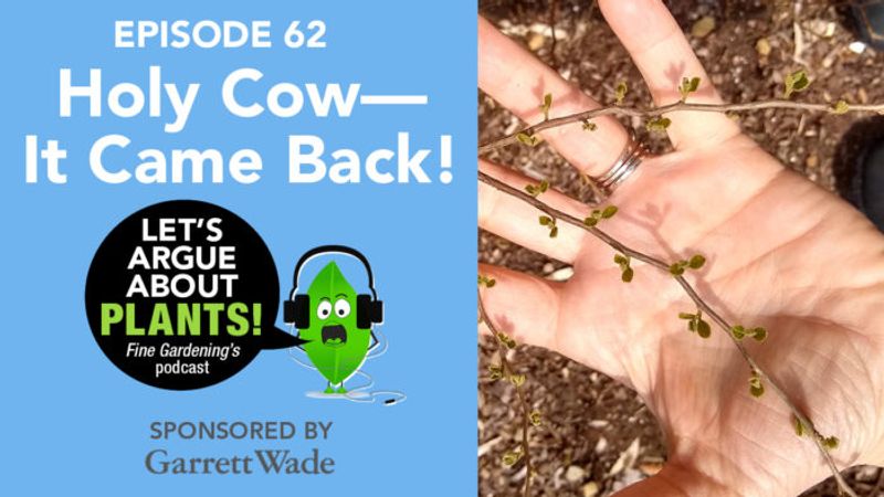 Episode 62: Holy Cow—It Came Back!