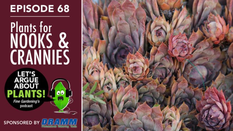 Episode 68: Plants for Nooks and Crannies