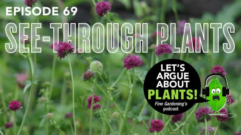 Episode 69: See-Through Plants